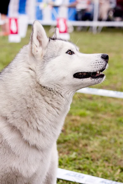 Portret van schattige grijze alaskan malamute — Stockfoto