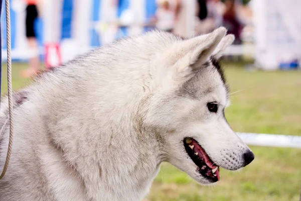 Portret van schattige grijze alaskan malamute — Stockfoto