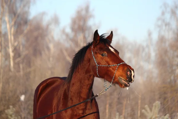 Beautiful brown horse portrait in winter — Stock Photo, Image