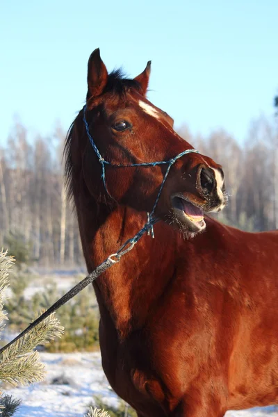 Bay horse neighing and laughing — Stock Photo, Image