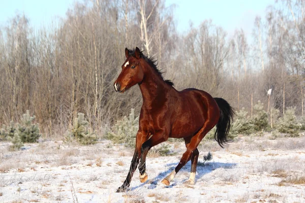 Häst galopperar gratis på vintern — Stockfoto