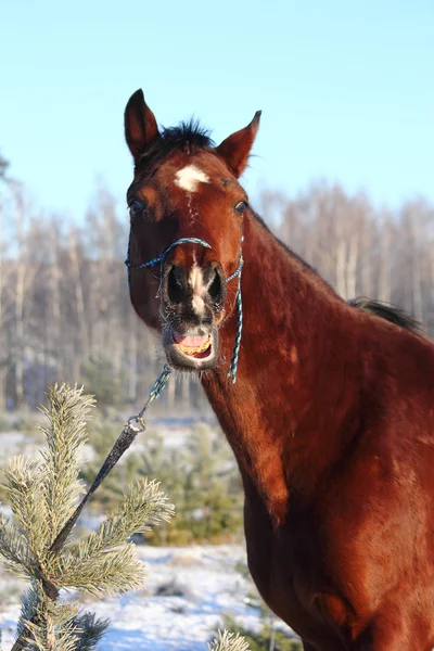 Bay horse neighing and laughing — Stock Photo, Image