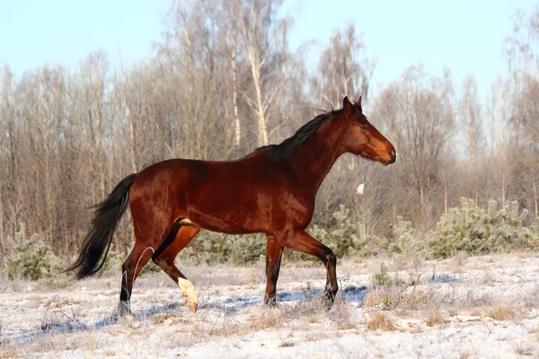 Baia cavallo trotto al campo — Foto Stock