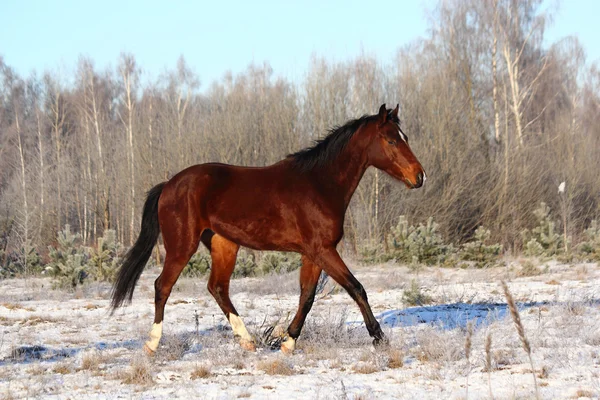 Baía cavalo trote no campo — Fotografia de Stock