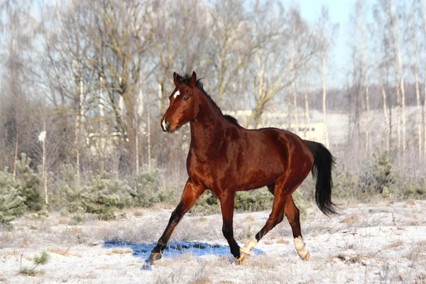 Bay häst trav på fältet — Stockfoto