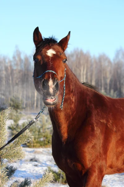 Lorbeer-Pferd wiehert und lacht — Stockfoto