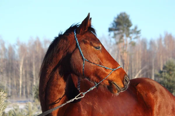 Bay bella holsteiner cavallo ritratto — Foto Stock