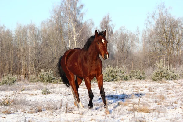 Kůň klusal na pole — Stock fotografie