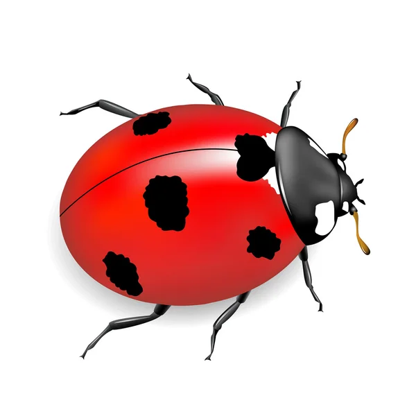 Ladybug.Insect rouge . — Image vectorielle