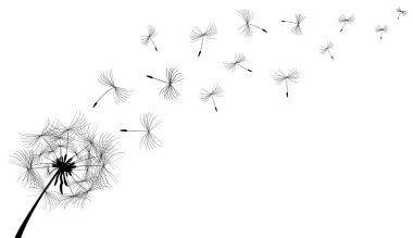 Karahindiba bitki. Çiçek 