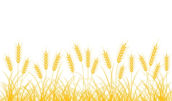 Buğday spikelets sınır