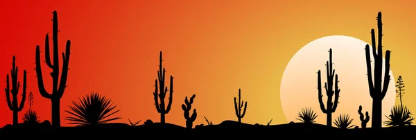 Mexico desert sunset