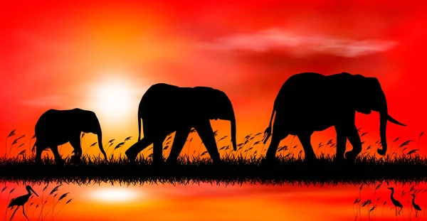 Silhouettes Elephants Background Sunset Elephants Background Sunset Lake — Stock Vector