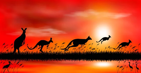 Gün Batımının Arka Planında Kanguru Siluetleri Gölün Kenarında Günbatımının Arka — Stok Vektör