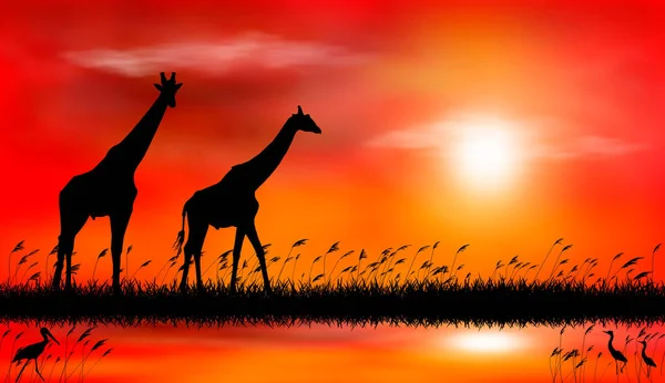 Silhuetas Girafas Fundo Pôr Sol Girafas Fundo Pôr Sol Junto — Vetor de Stock