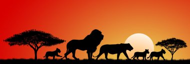 Afrika Aslanları... Aslan ailesi.