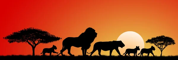 Afrika Aslanları... Aslan ailesi.