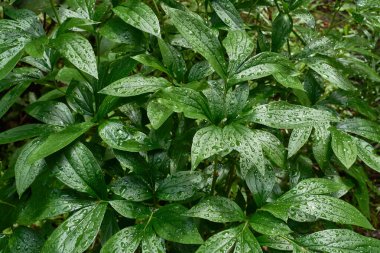 Yağmurdan sonra parlak yeşil yapraklar