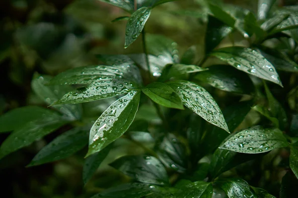 Duże krople deszczu na liściach — Zdjęcie stockowe