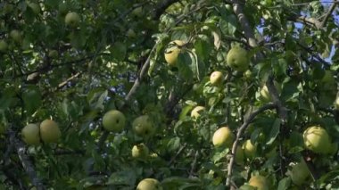 Yaşlı bir elma ağacından hasat et. Dikey Panorama