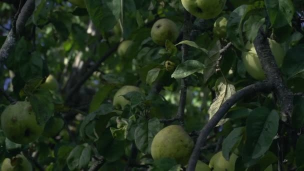 Herbstmotive. Äpfel auf dem Baum. — Stockvideo