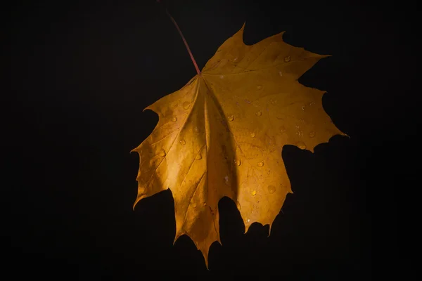 Foglia gialla e gocce — Foto Stock