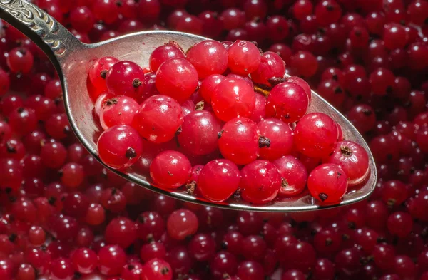 Ribes rosso in un cucchiaio . — Foto Stock