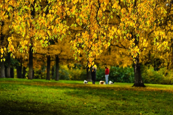 Dia de outono no Parque — Fotografia de Stock