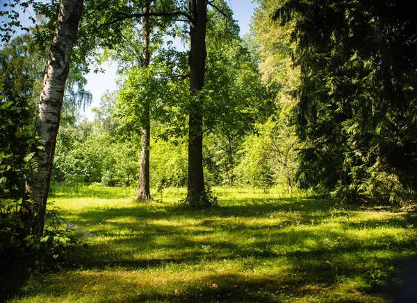 Zomerdag — Stockfoto