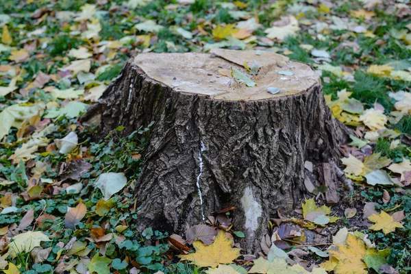 Der Stumpf eines alten Baumes. lizenzfreie Stockbilder