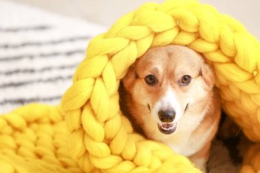 Evinde sıcak battaniyesi olan sevimli bir köpek.