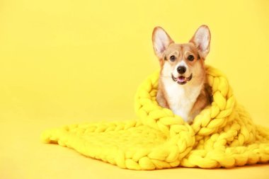 Arka planda sıcak battaniyesi olan sevimli bir köpek.