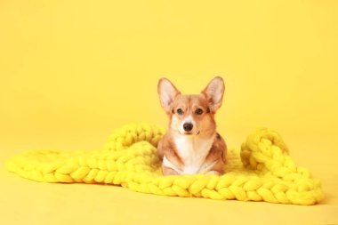 Arka planda sıcak battaniyesi olan sevimli bir köpek.