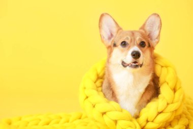 Arka planda sıcak battaniyesi olan sevimli bir köpek.