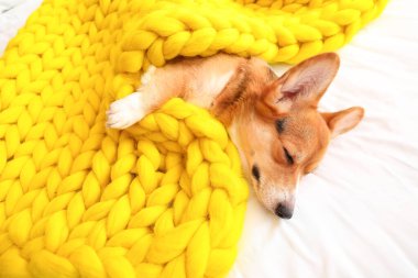 Evinde sıcak battaniyesi olan sevimli bir köpek.