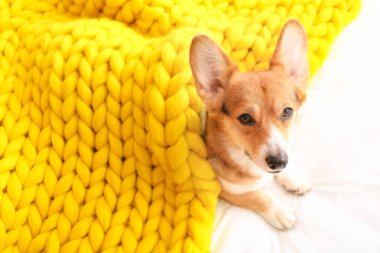 Evinde sıcak battaniyesi olan sevimli bir köpek.