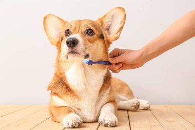 Hafif arka planda şirin köpek dişleri fırçalayan sahibi.