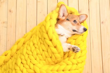 Ahşap arka planda sıcak battaniyesi olan sevimli bir köpek.