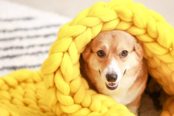 Leuke Hond Met Warme Deken Thuis — Stockfoto