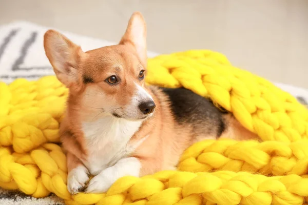 Cute Dog Warm Blanket Home — Stock Photo, Image