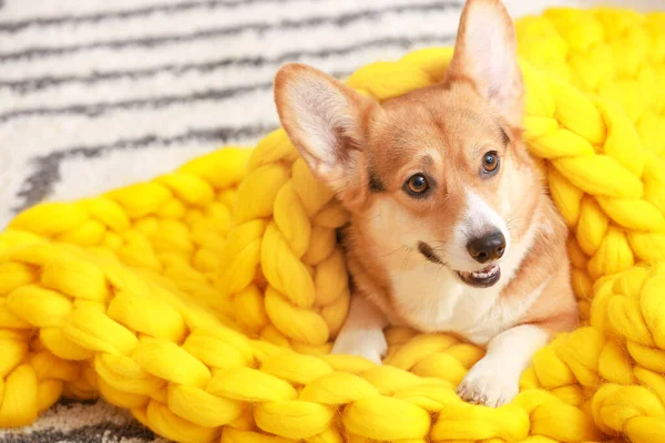 Leuke Hond Met Warme Deken Thuis — Stockfoto