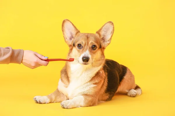 色の背景にかわいい犬の所有者のブラッシング歯 — ストック写真