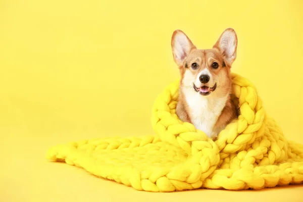 Cute Dog Warm Blanket Color Background — Stock Photo, Image