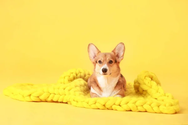 Cane Carino Con Coperta Calda Sfondo Colore — Foto Stock