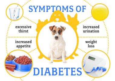 Tatlı Jack Russell Terrier ve beyaz arka planda şeker hastalığı belirtileri.