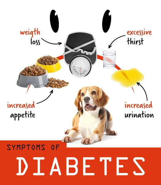Cute Beagle dog and symptoms of diabetes on white background