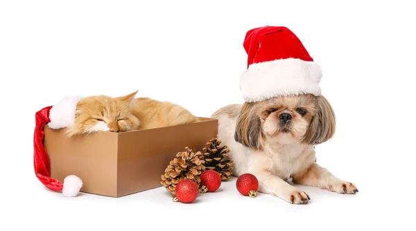 Cute Cat Dog Santa Hats Christmas Decor White Background — Stock Photo, Image