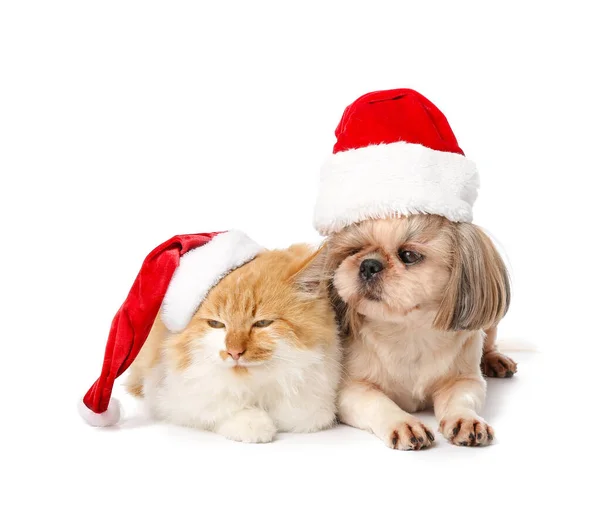 戴着白色背景圣诞帽的可爱猫狗 — 图库照片