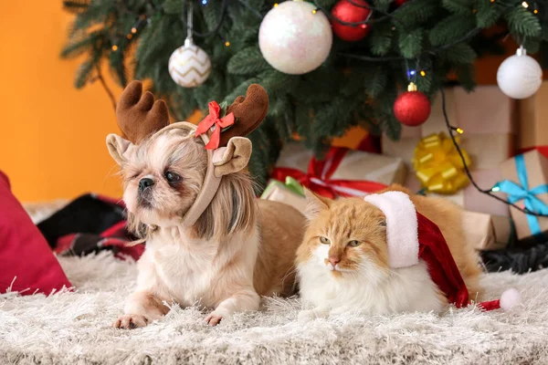 Söt Katt Och Hund Santa Hattar Hemma Julafton — Stockfoto