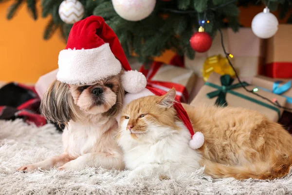 Cute Kot Pies Santa Kapelusze Domu Wigilię — Zdjęcie stockowe